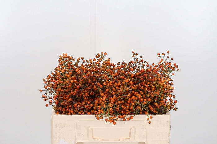 <h4>Rosa Prinsberry Oran</h4>