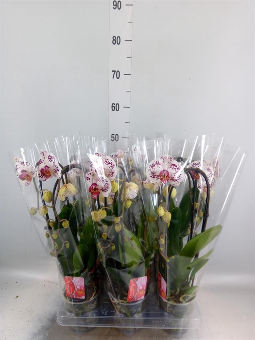 <h4>Phalaenopsis 'Elegant Cascade'</h4>