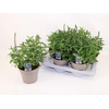 Vero Sp Annivers Bl