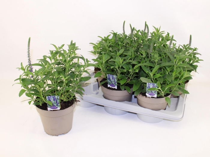 Vero Sp Annivers Bl