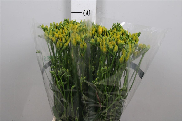 <h4>Fr Du Boulevard</h4>