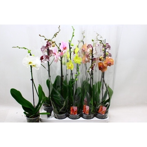 PHAL GEM