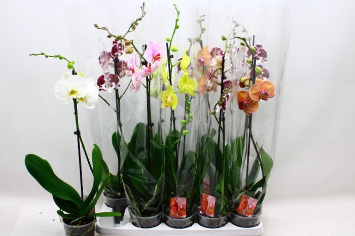 <h4>PHAL GEM</h4>