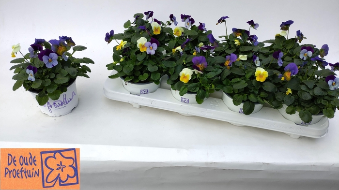 <h4>VIO TRICOLOR</h4>