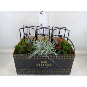 Tillandsia