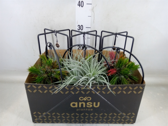 <h4>Tillandsia</h4>