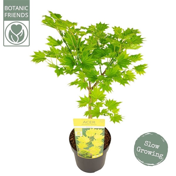 <h4>Acer shirasawanum 'Aureum' PREMIUM</h4>
