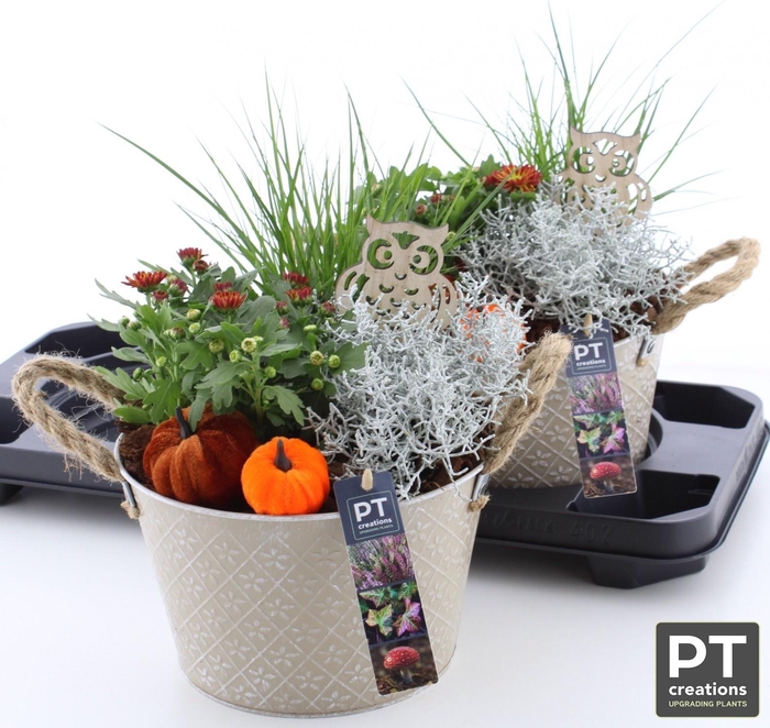 <h4>ARR TUINPLANTEN</h4>