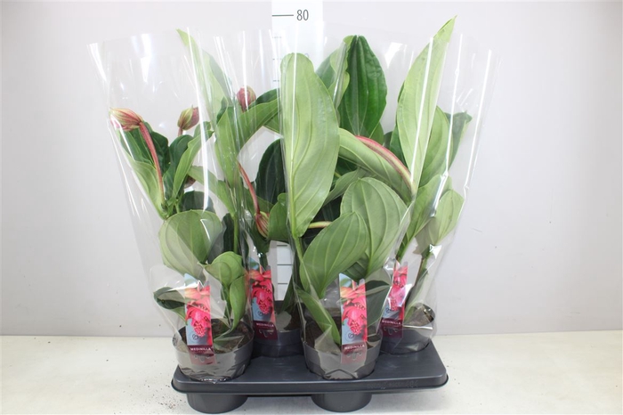 Medinilla Flamenco 3+