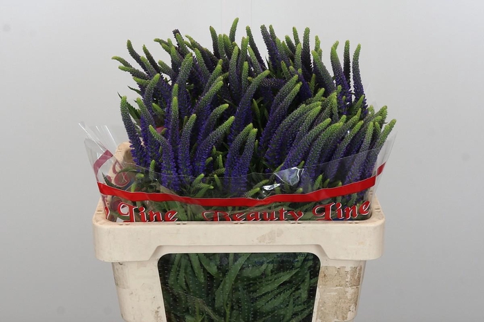 <h4>Veronica Skyler Blue</h4>