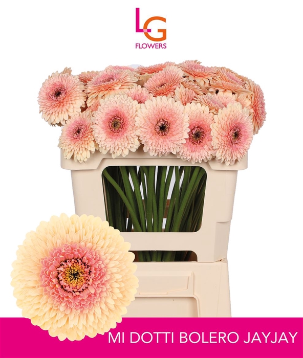 <h4>Germini Pomponi Jayjay Water x60</h4>