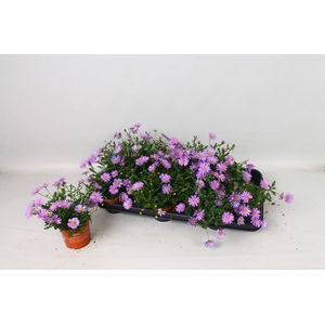 BRACH BRAS VIOLET