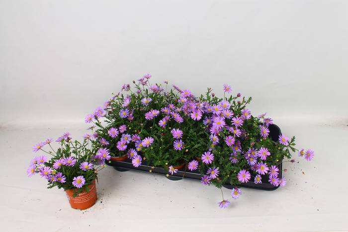 <h4>BRACH BRAS VIOLET</h4>