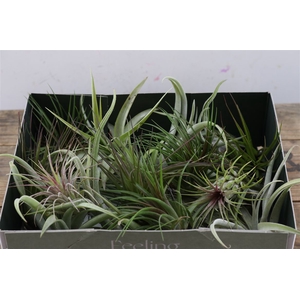 Tillandsia Mix X20