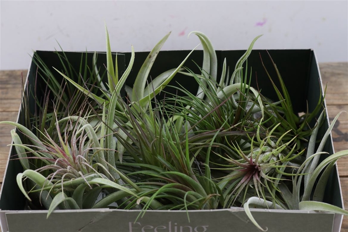 Tillandsia Mix X20