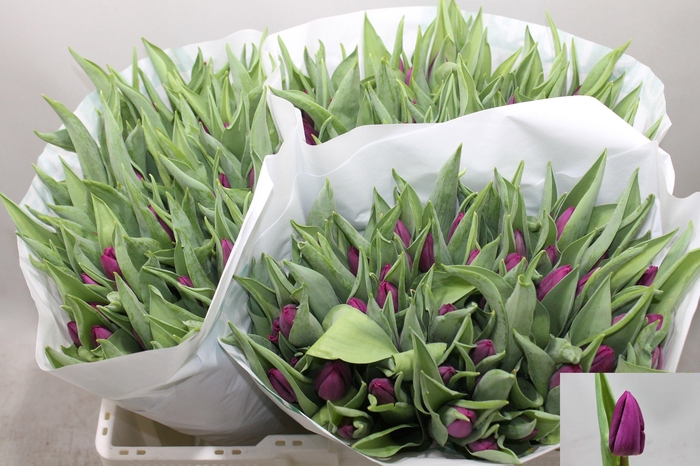 <h4>TU EN PURPLE PRINCE</h4>