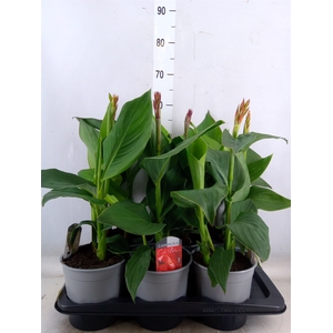 Canna  'Cannova'   ...mix