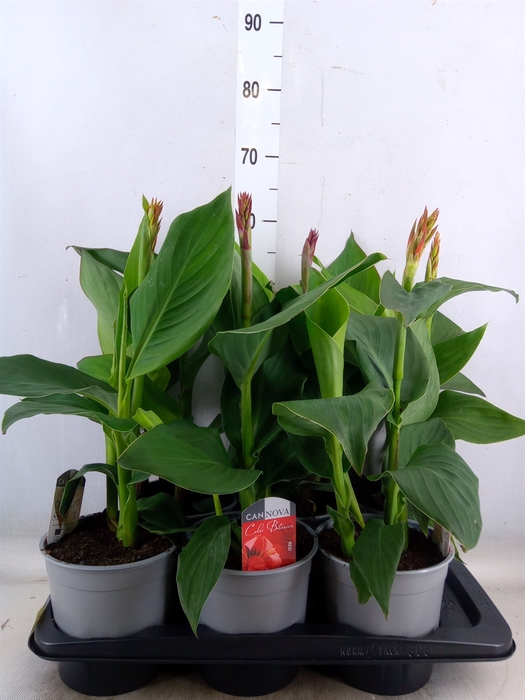 <h4>Canna  'Cannova'   ...mix</h4>