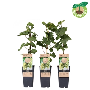 Vitis Bianca