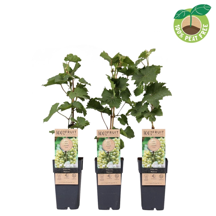 <h4>Vitis Bianca</h4>