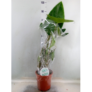 Alocasia zebrina