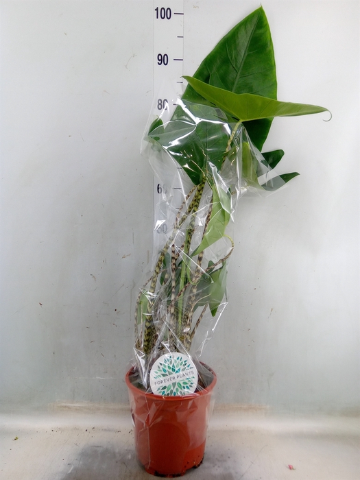 <h4>Alocasia zebrina</h4>