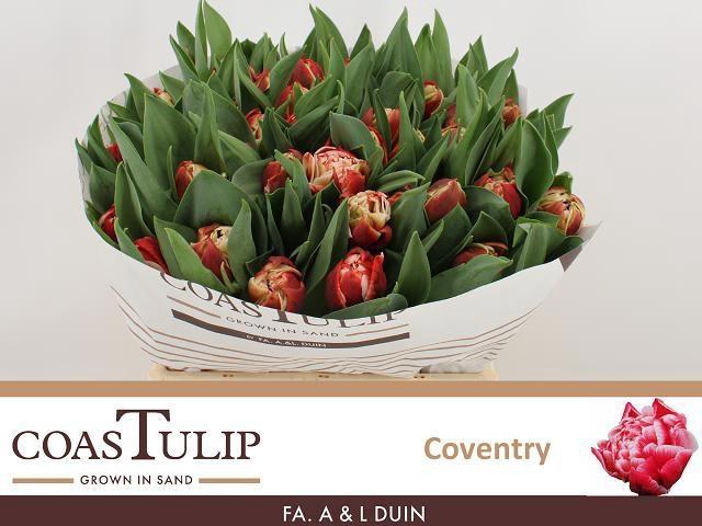 <h4>TU DU COVENTRY</h4>