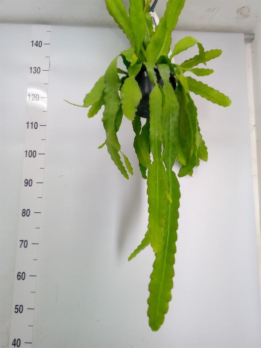 <h4>Epiphyllum   ...</h4>