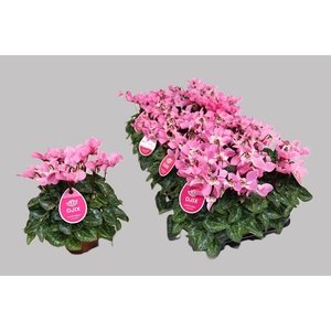 Cyclamen KL 'Djix'