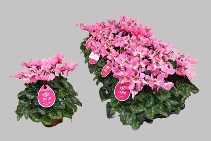 <h4>Cyclamen KL 'Djix'</h4>