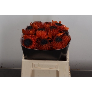 Banksia Wx Halloween Oranje