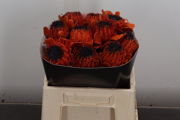 <h4>Banksia Wx Halloween Oranje</h4>