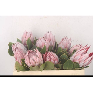 PROTEA CYNAROIDES
