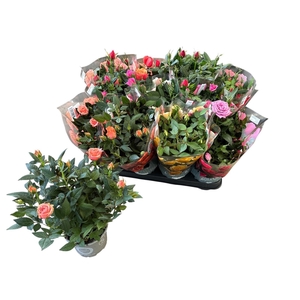 RO KORDANA GEM 5 SRT