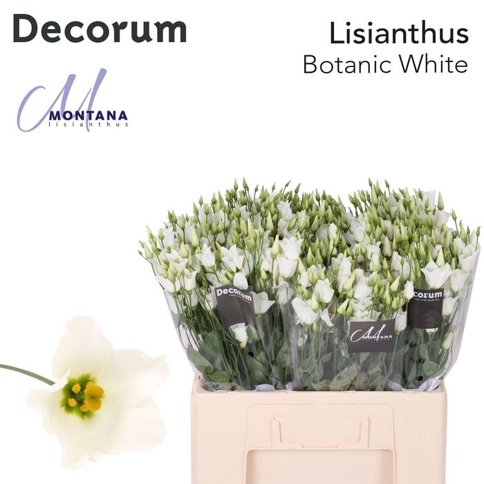 Lisianthus Botanic white 60cm