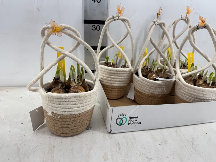 <h4>ARR N TETE A TETE</h4>