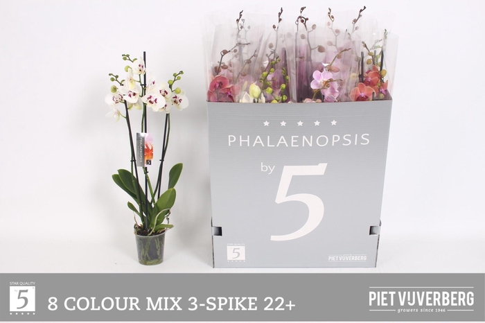 <h4>PHAL GEM 8 KL</h4>