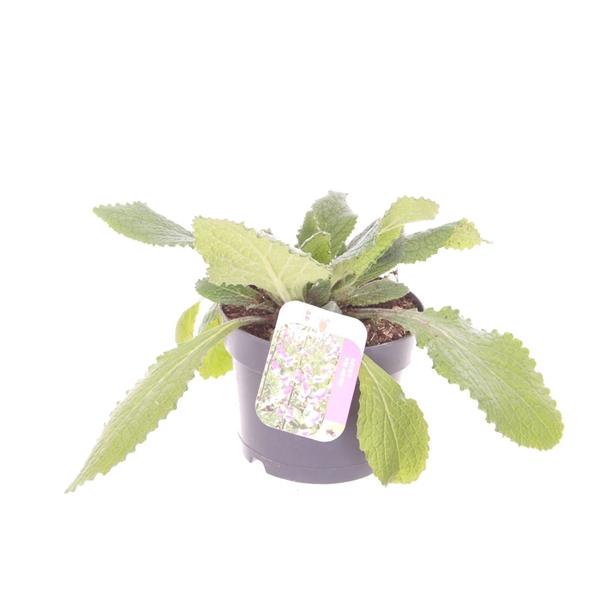 <h4>Digitalis purp. William Early Rose</h4>