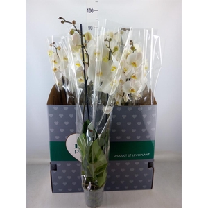 Phalaenopsis   ...white