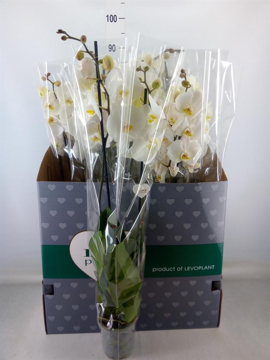 <h4>Phalaenopsis   ...white</h4>