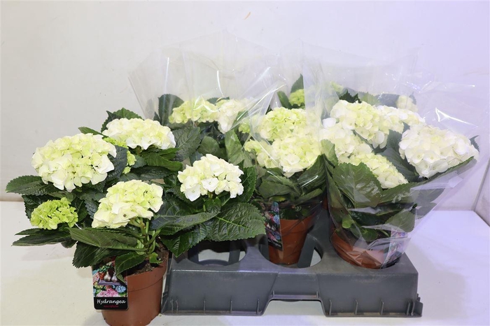 <h4>arr8 Hydr M Hi Ice</h4>