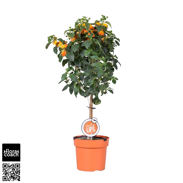 <h4>MoreLIPS® Lantana Oranje en Geel op stam</h4>