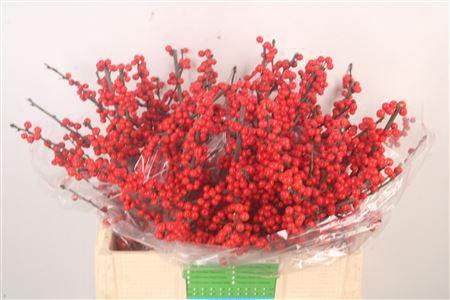 <h4>Ilex Verticilata Red</h4>