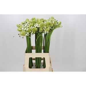 Ornithogalum Saundersiae