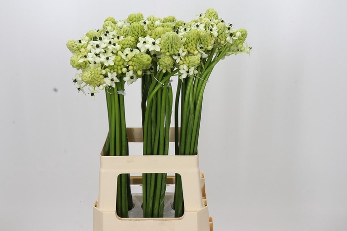 <h4>Ornithogalum Saundersiae</h4>