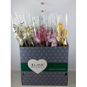 Phalaenopsis   ...mix
