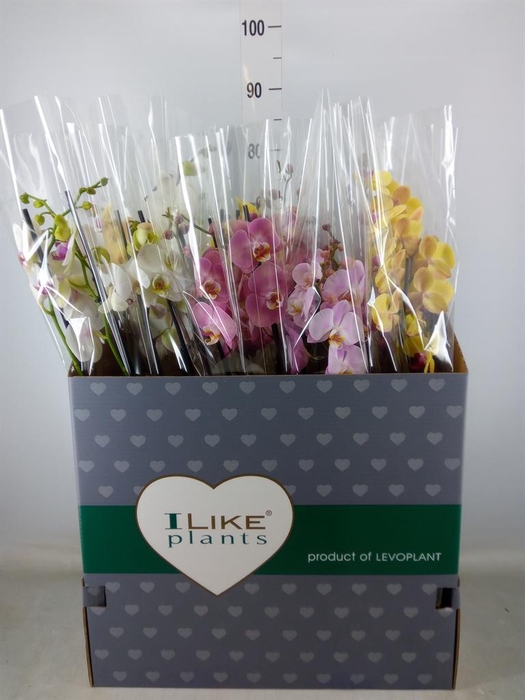 <h4>Phalaenopsis   ...mix</h4>