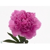 Paeonia Anima