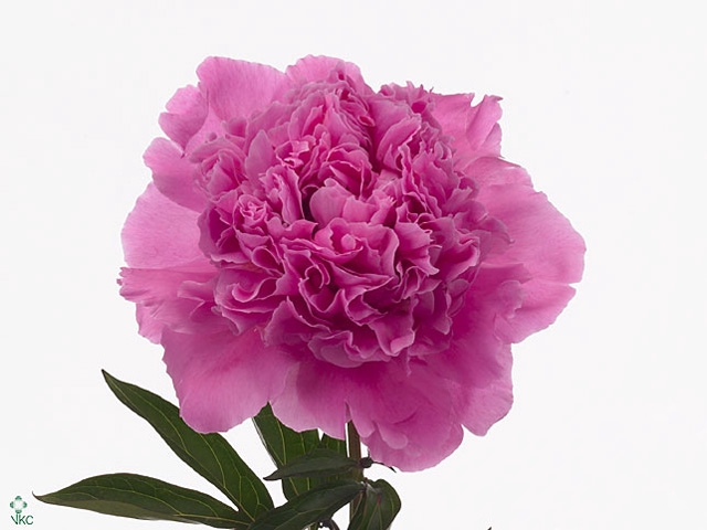 Paeonia Anima