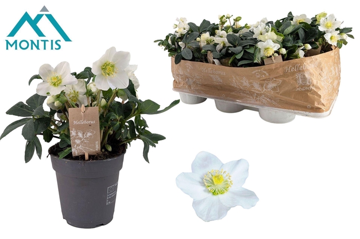 <h4>Helleborus niger Christmas Carol</h4>